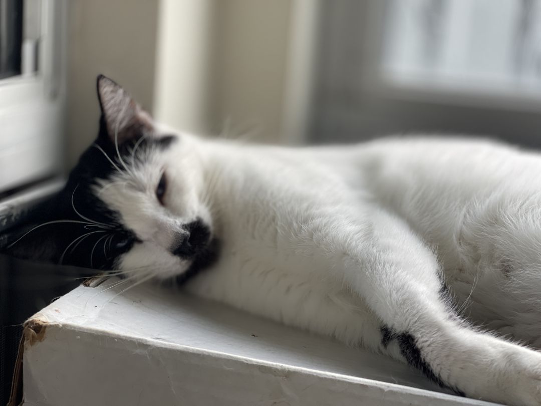 How to Get Your Cat Ready for Boarding- 7 Useful Tips